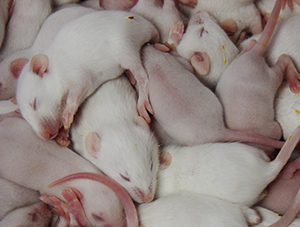 Rat Film